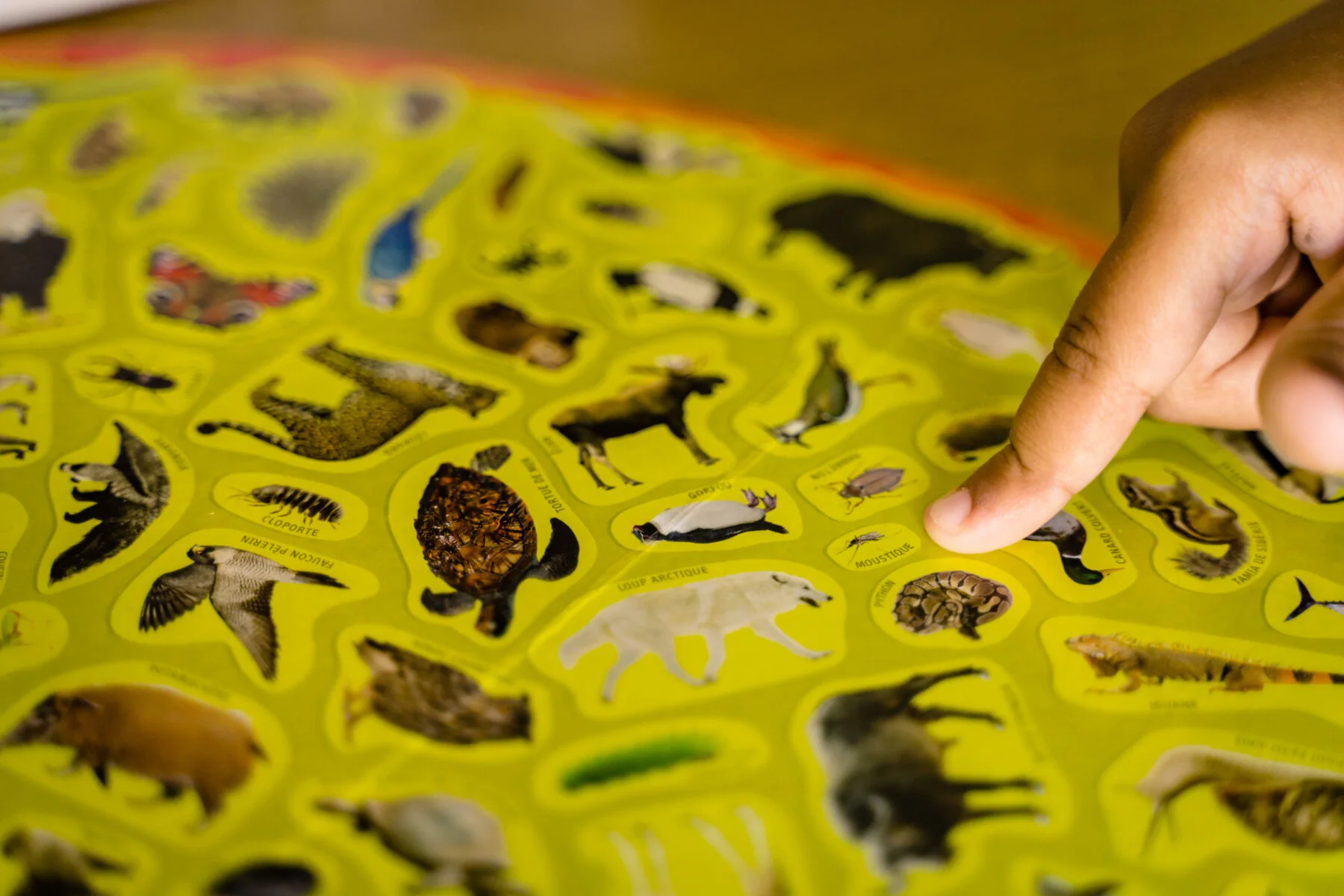 Mission animaux - Image 6