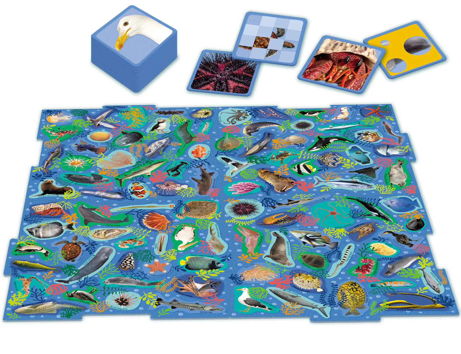 Mission Animaux Océans - Image 2